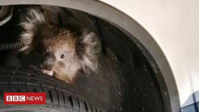 Koala.jpg